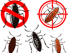 cockroach control Auckland pest