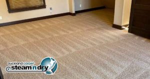 Auckland carpet cleaning reviews request